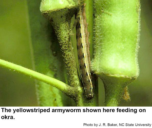 yellowstriped armyworm 